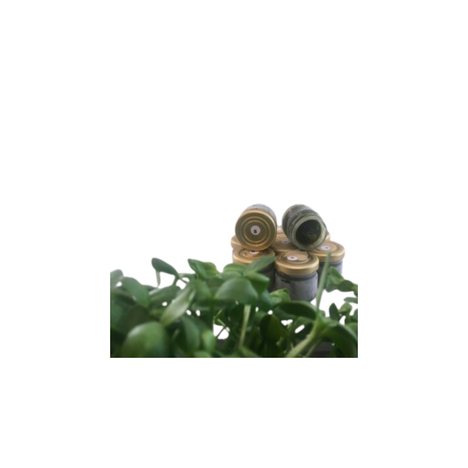 Microgreens Sonnenblumensaft