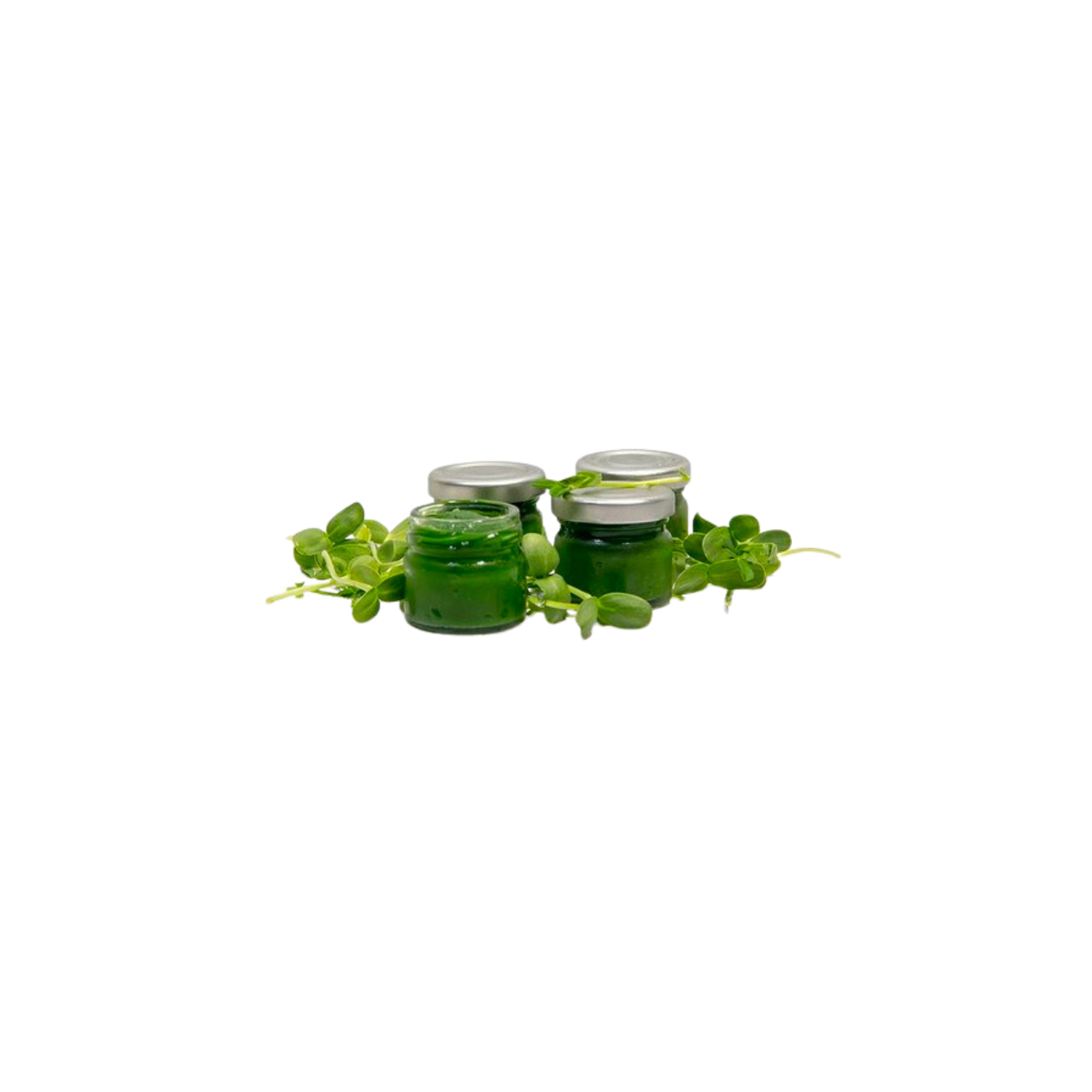 Microgreens Sonnenblumensaft