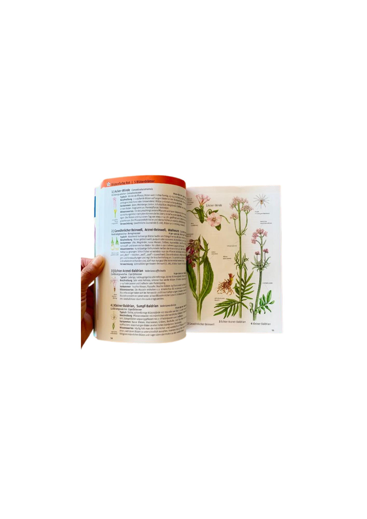 Buch - Was blüht denn da?